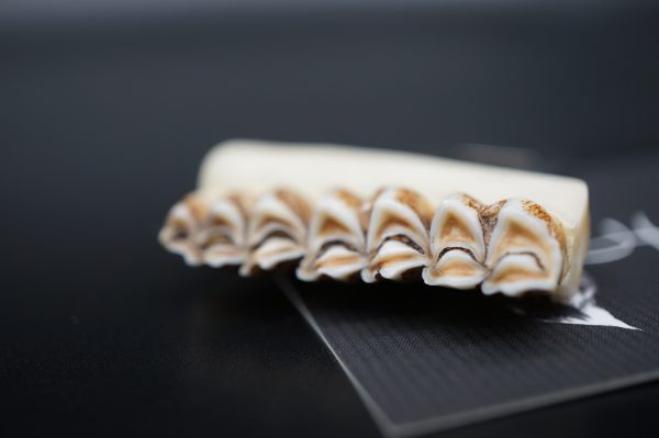 Gurtwarnstopper Reh – Bild 4