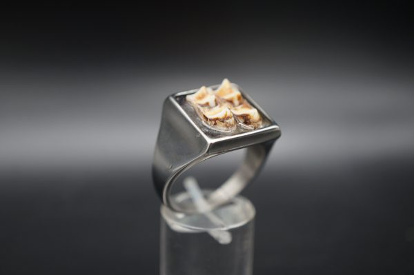 Ring Rehzähne 21mm – Bild 7