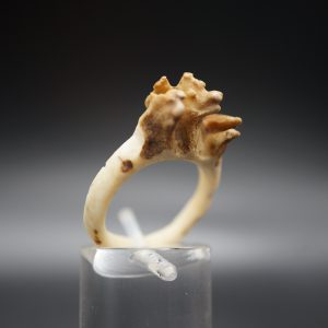 Ring Rehrose 17mm