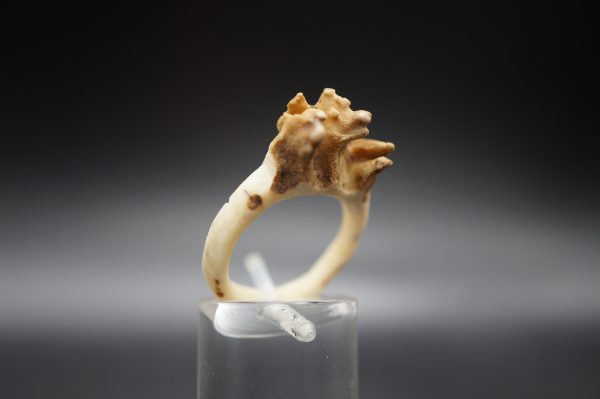 Ring Rehrose 17mm
