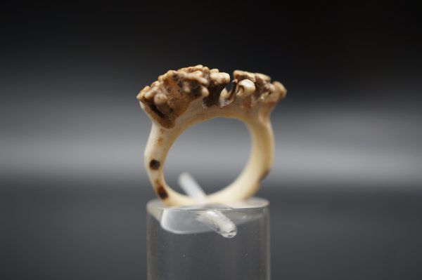 Ring Rehrose 17mm