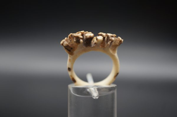 Ring Rehrose 17mm – Bild 4
