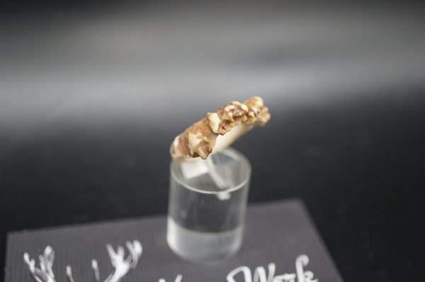 Ring Rehrose 15mm – Bild 5
