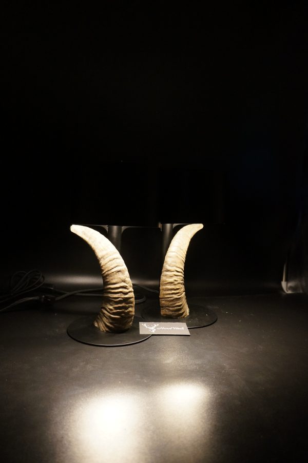Lampen Set Mufflon – Bild 7