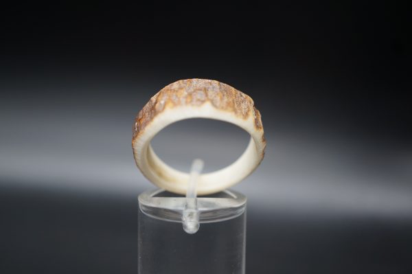 Hirschhornring 19mm – Bild 4