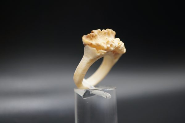 Ring Rehrose 18mm – Bild 2