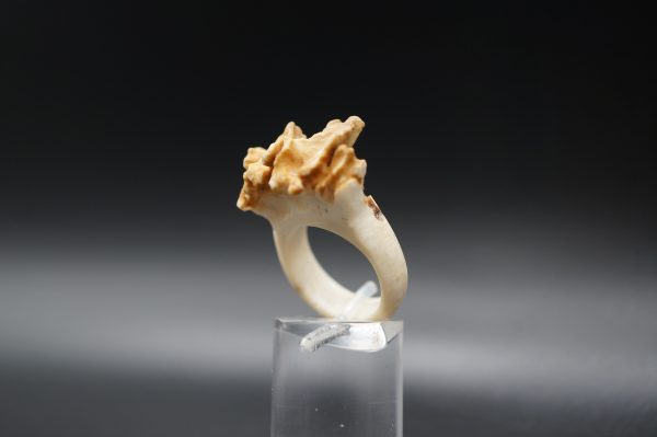 Ring Rehrose 17mm – Bild 2