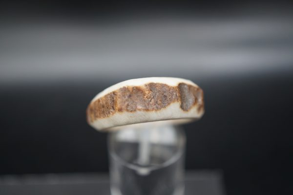 Hirschhornring 21mm