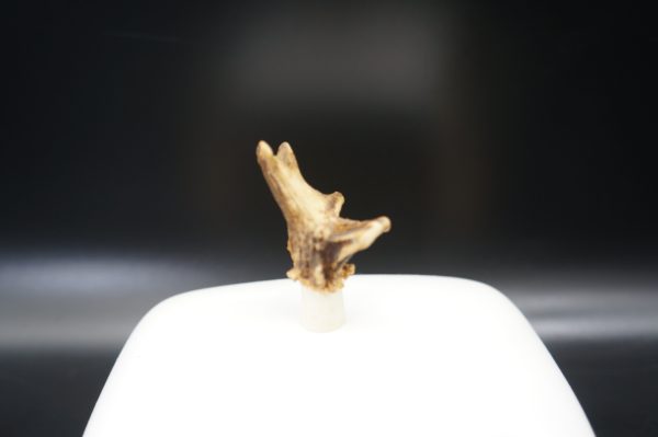 Butterdose Reh – Bild 3