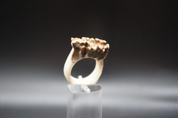 Ring Rehrose 18mm – Bild 4