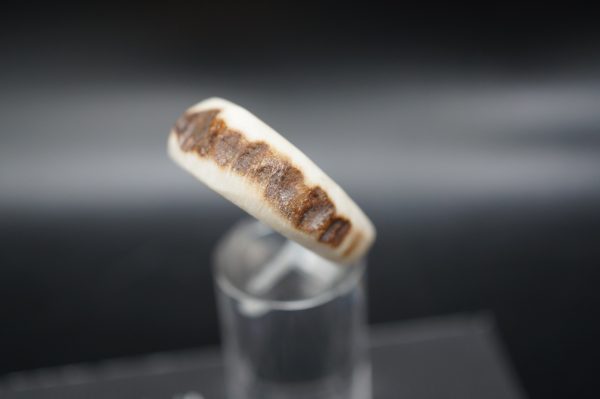 Hirschhornring 21mm – Bild 5