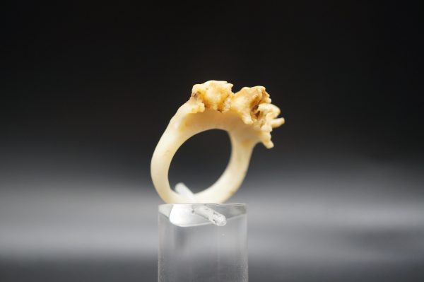 Ring Rehrose 19mm – Bild 2