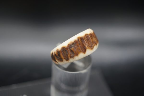 Hirschhornring 17mm – Bild 2