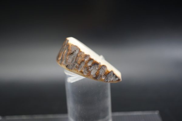 Hirschhornring 20mm – Bild 3