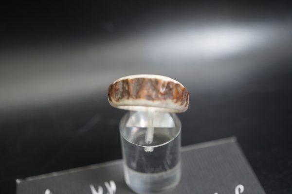 Hirschhornring 20mm – Bild 3