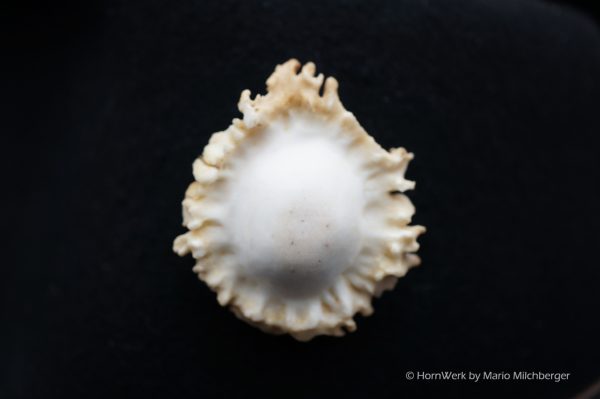 Hutschmuck Rehrose – Bild 5