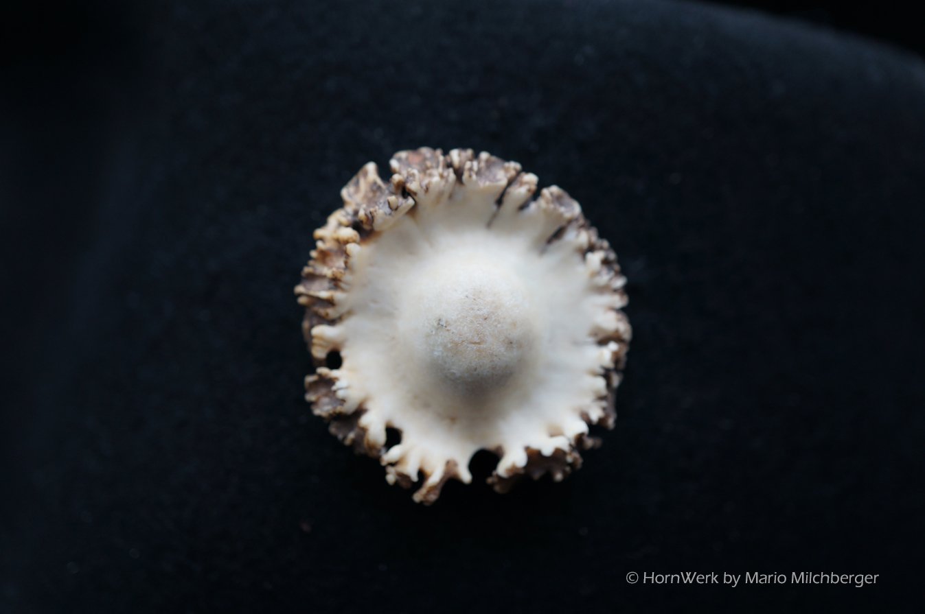 Hutschmuck Rehrose – Bild 4